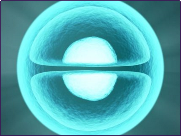 transfection-line