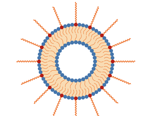 pronanosome-pegylated